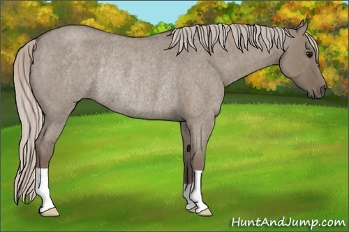 Horse Color:Silver Grullo Roan Rabicano 