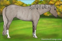 Horse Color:Silver Grullo Roan Rabicano