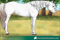 Horse Color:Brown Ice Appaloosa Rabicano 
