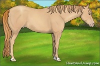 Horse Color:Gold Champagne