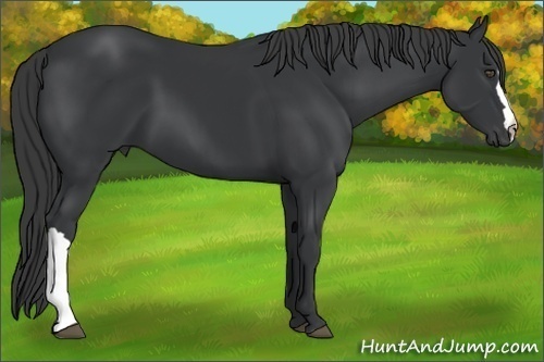 Horse Color:Black 