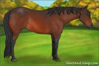 Horse Color:Bay Rabicano