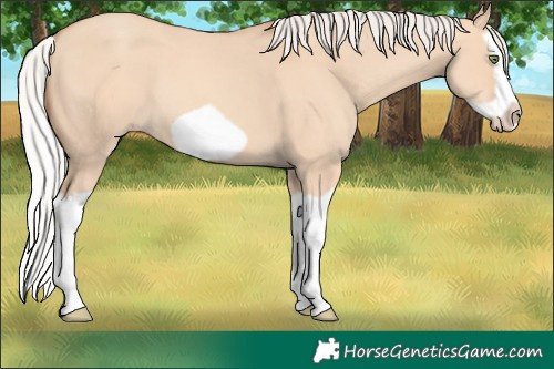 Horse Color:Silver Amber Champagne Dun Splash Frame 