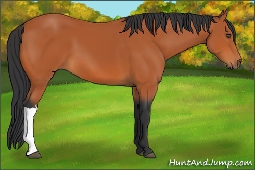 Horse Color:Bay 