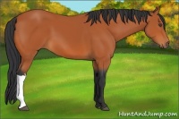 Horse Color:Bay 
