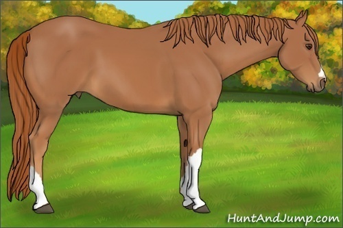 Horse Color:Chestnut 