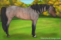 Horse Color:Brown Roan