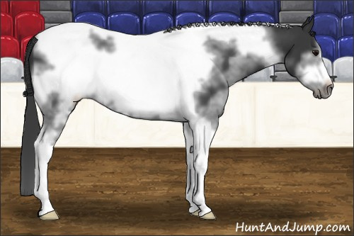 Horse Color:White Spotted Black Tobiano Frame 