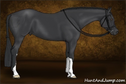 Horse Color:Black 