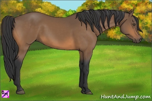 Horse Color:Buckskin 
