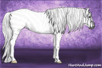Horse Color:Gray Bay