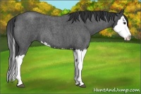Horse Color:Blue Roan Splash 