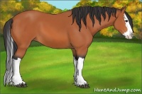 Horse Color:Bay Splash 