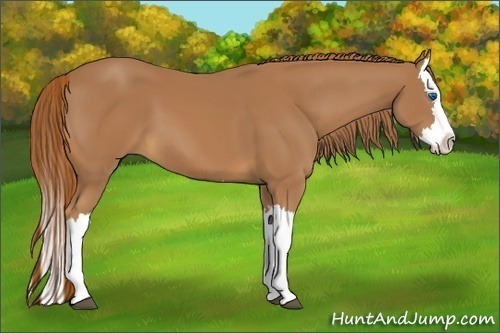 Horse Color:Chestnut Splash 