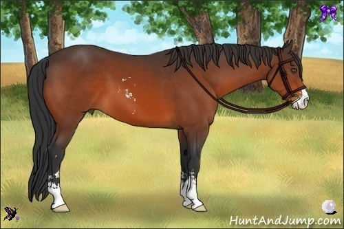 Horse Color:Bay Sabino 