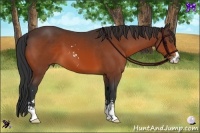 Horse Color:Bay Sabino 