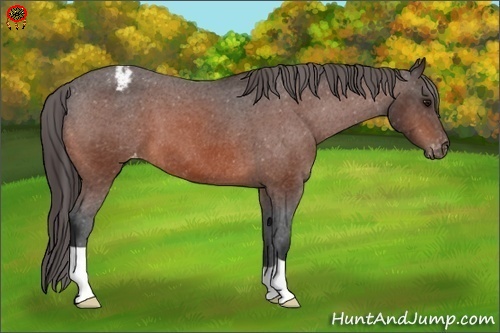 Horse Color:Bay Appaloosa