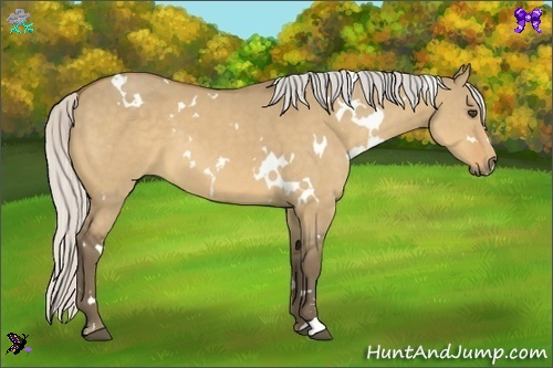Horse Color:White Spotted Silver Buckskin Dun Sabino 