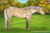 Horse Color:White Spotted Silver Buckskin Dun Sabino
