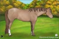 Horse Color:Black Pearl Sabino Tobiano