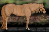 Horse Color:Chestnut Brindle