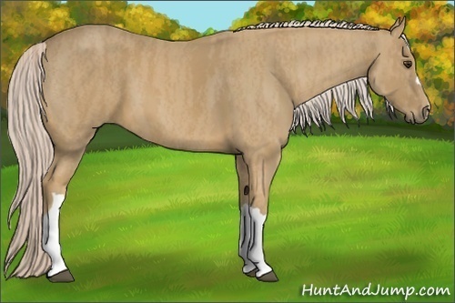 Horse Color:Palomino  Brindle