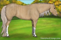 Horse Color:Palomino  Brindle
