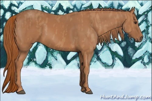 Horse Color:Chestnut  Brindle