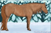 Horse Color:Chestnut  Brindle