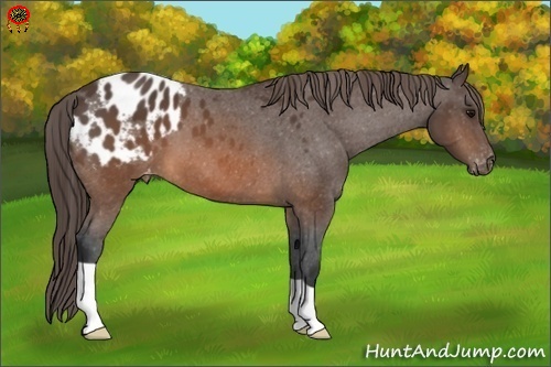 Horse Color:Brown Appaloosa 
