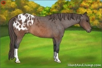Horse Color:Brown Appaloosa