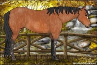 Horse Color:Bay  Brindle