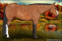 Horse Color:Bay  Brindle