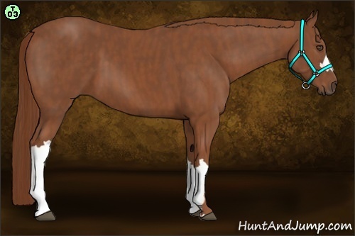 Horse Color:Chestnut  Brindle