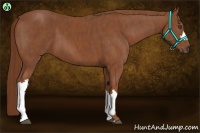 Horse Color:Chestnut  Brindle