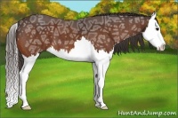 Horse Color:Bay Ice Splash  Brindle