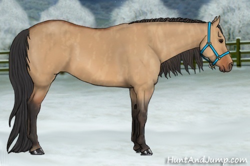 Horse Color:Bay Dun  Brindle
