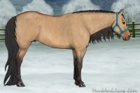 Horse Color:Bay Dun  Brindle
