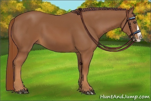 Horse Color:Chestnut Splash