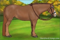 Horse Color:Chestnut Splash 