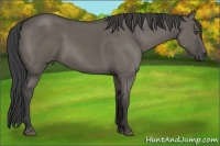 Horse Color:Smoky Grullo