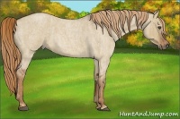 Horse Color:Red Dun Roan  Brindle