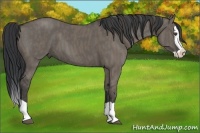 Horse Color:Grullo Splash Brindle
