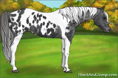 Horse Color:Black Tobiano Appaloosa 