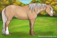 Horse Color:Silver Amber Champagne Frame 