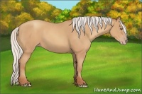 Horse Color:Silver Amber Champagne Frame 
