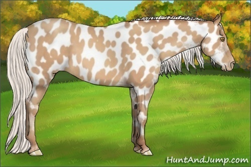 Horse Color:Silver Amber Champagne Appaloosa