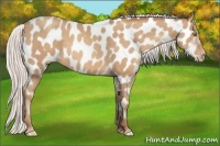 Horse Color:Silver Amber Champagne Appaloosa 