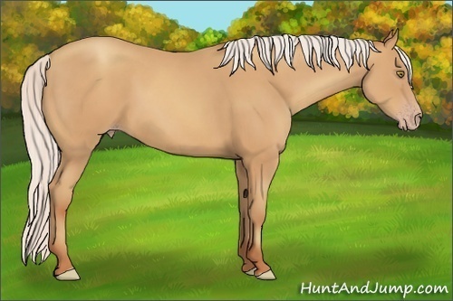 Horse Color:Silver Amber Champagne Frame 
