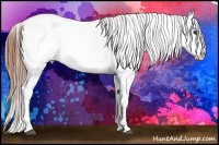 Horse Color:Chestnut Ice Appaloosa 